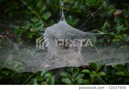 Spider 3 Spider 3 11637956