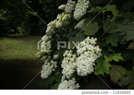 Kashiwaba Hydrangea 11638895