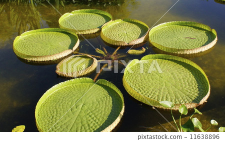 Ohinjas big leaves 11638896