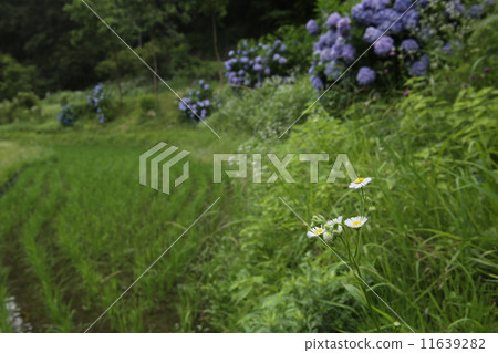 Haldion and Hydrangea 11639282