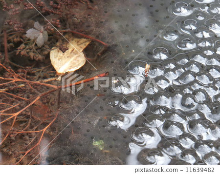 Frog egg Frog egg 11639482