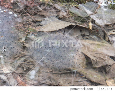 Frog egg 11639483