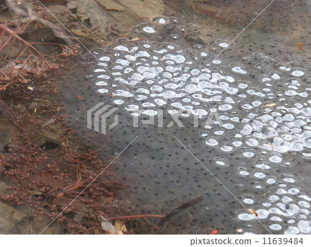 Frog egg Frog egg 11639484