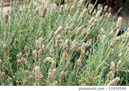 Blooming French Lavender Flower 11639599