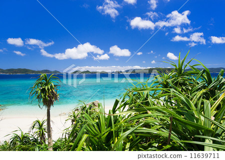 Okinawa's Sea · Akajima - Nishihama Beach Okinawa's Sea · Akajima - Nishihama Beach 11639711