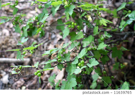 A young fruit of a beautiful green-tanned yellowtail 11639765