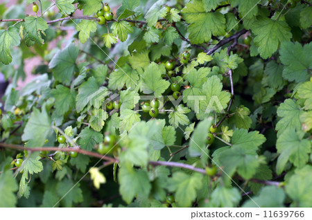 A young fruit of a beautiful green-tanned yellowtail 11639766