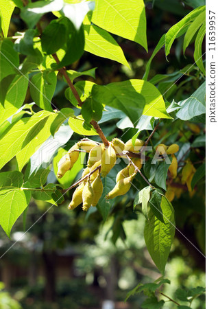 一個rhubai的果子 11639957