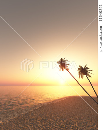 Coconut and sunset 11640261