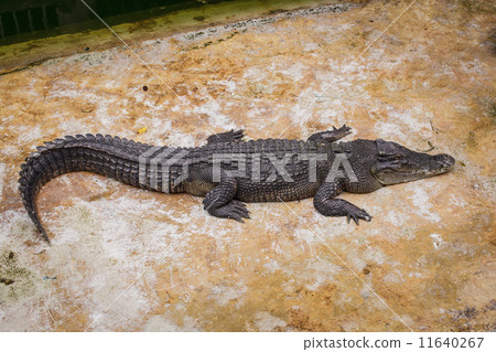 crocodile 11640267