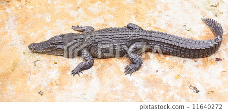 crocodile crocodile 11640272