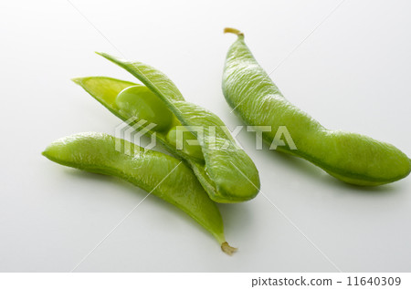 毛豆 11640309