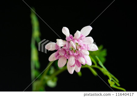 Tama Zaki Kusafuji 11640417