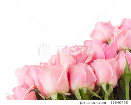 border of pink garden roses border of pink garden roses 11640468