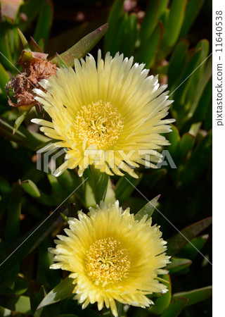 葡萄牙羅卡角 11640538