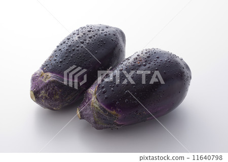 水茄子 水茄子 11640798