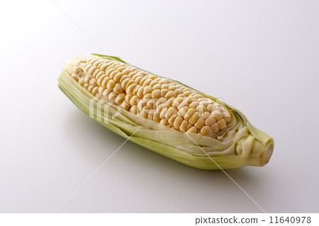 Corn 11640978