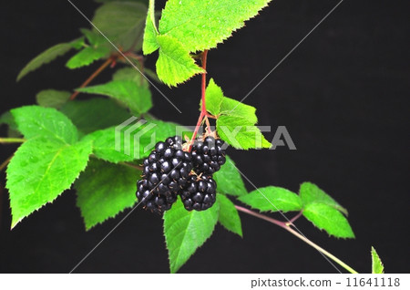 Blackberry  11641118