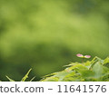 Spring seeds 11641576
