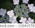 Hydrangea 2 11641578