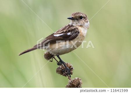 Female stonechat Female stonechat 11641599