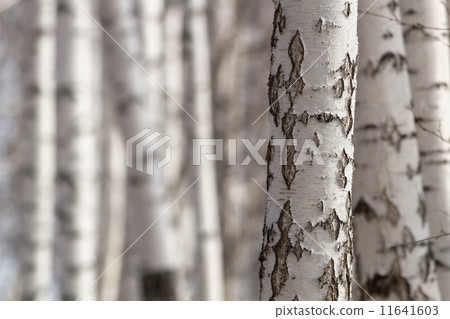 Birch trunks 11641603