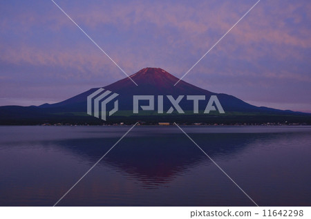 紅富士 紅富士 11642298