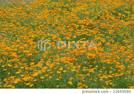 戰鬥蜘蛛 11643080