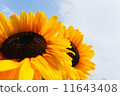 Blue sky and sunflower 11643408