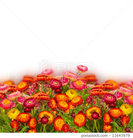 Everlasting flowers 11643979