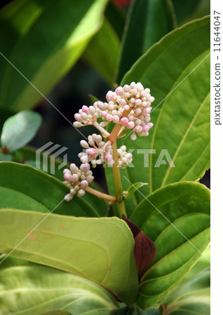 Medinira·Spikiosa 11644047