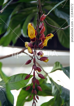 Tsunbergia Myresolesis Tsunbergia Myresolesis 11644072