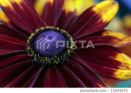 Rudobekia Rudobekia 11644073