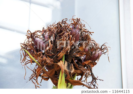 After Gamimarly · Flower After Gamimarly · Flower 11644115