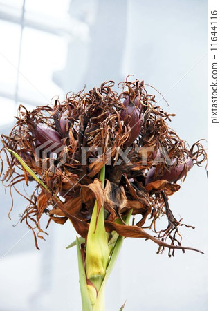 After Gamimarly · Flower 11644116