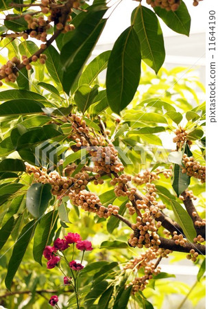 Ako noodles 11644190