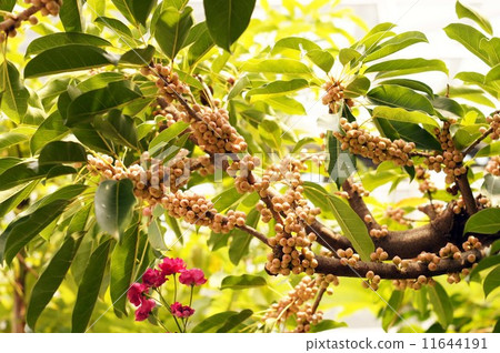 Ako noodles 11644191