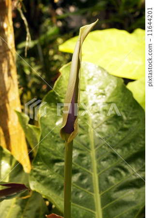 Anthurium Hookery 11644201