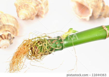 Isolated bamboo root and shell Isolated bamboo root and shell 11644363