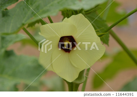 Okra 's flowers bloomed. August 11644391