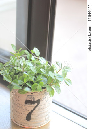 Foliage plant Foliage plant 11644431