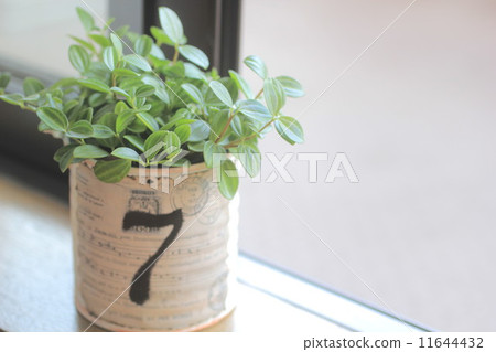 葉子植物 葉子植物 11644432