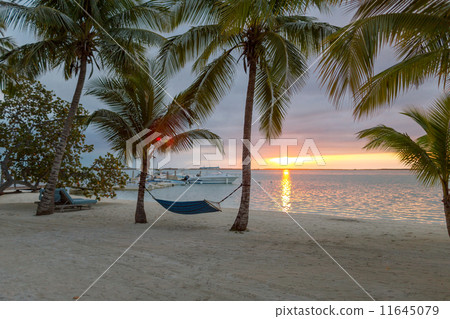 hammock on tropical beach 11645079