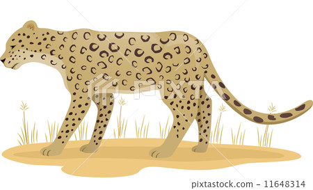 Leopard Leopard 11648314
