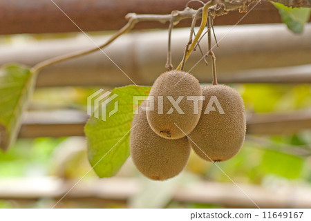 Fruit of kiwifruit Fruit of kiwifruit 11649167