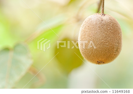 Kiwi fruit Kiwi fruit 11649168