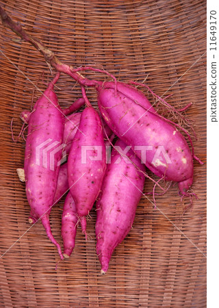 Fall of harvest (sweet potato) Fall of harvest (sweet potato) 11649170