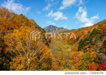 Higashi Ozawa Ohashi at the height of autumn leaves 11649176