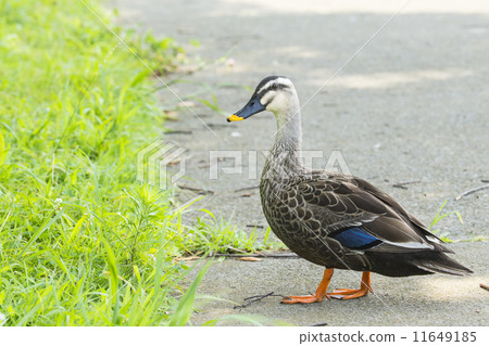 鴨 11649185