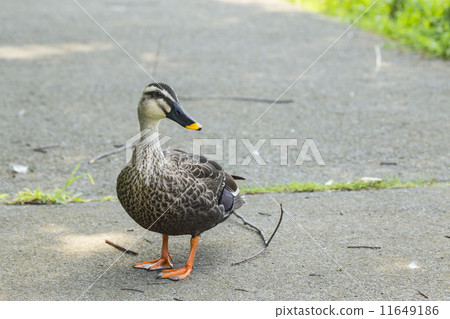 鴨 鴨 11649186
